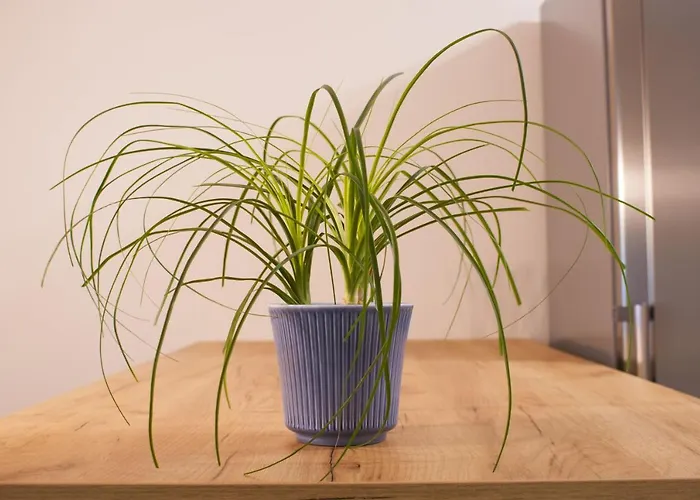 Lux 1 With Free Parking * Filibe